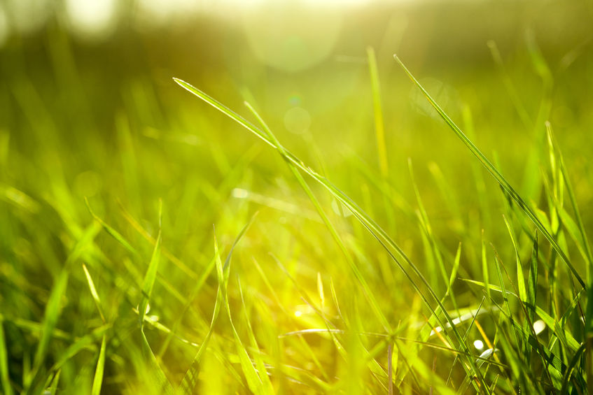 Here are some great tips to help you get started with your spring lawn care.